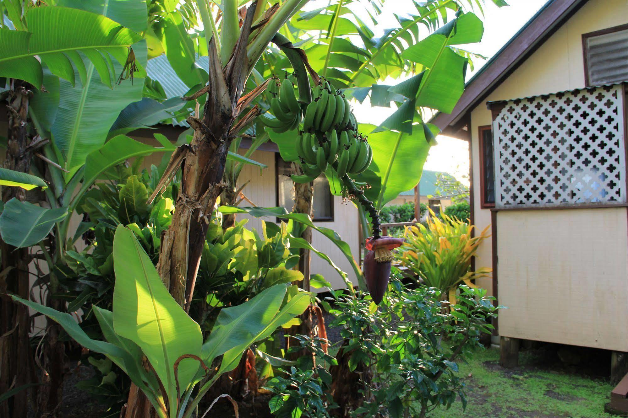 Aroko Bungalows Villa Avarua Exteriör bild